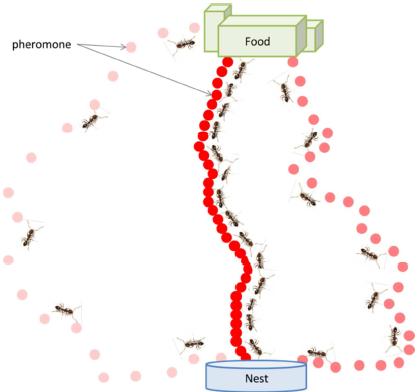 为什么成灾的蝗虫有毒,为什么会有蝗灾