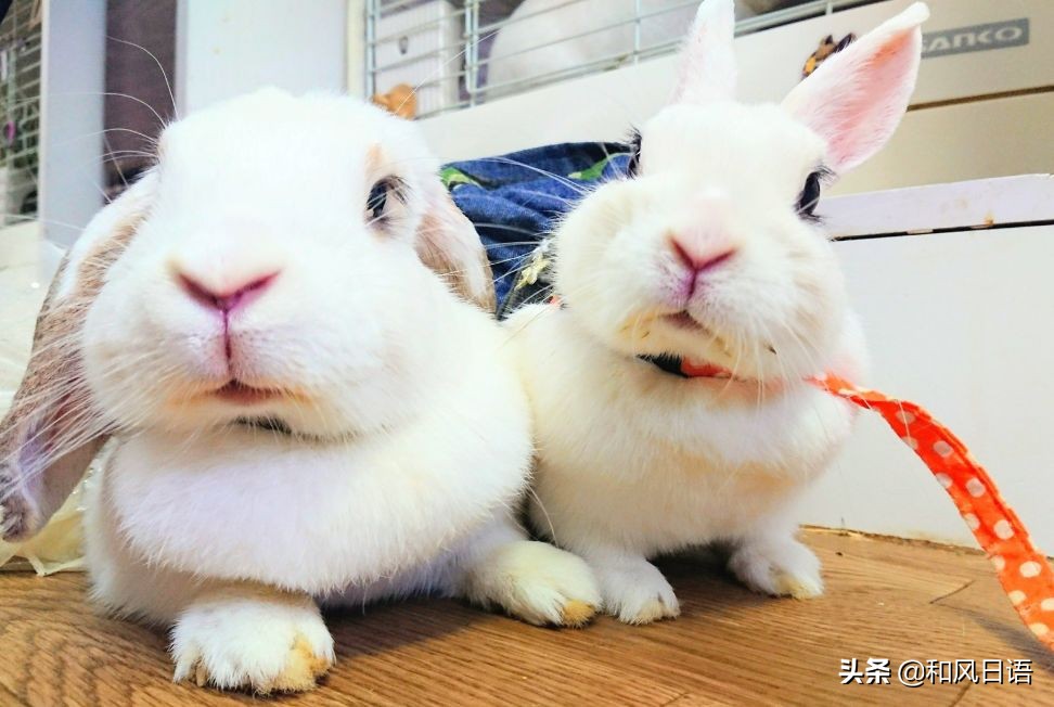 日本迷你猪咖啡厅,日本街头超有人气的猫头鹰咖啡厅