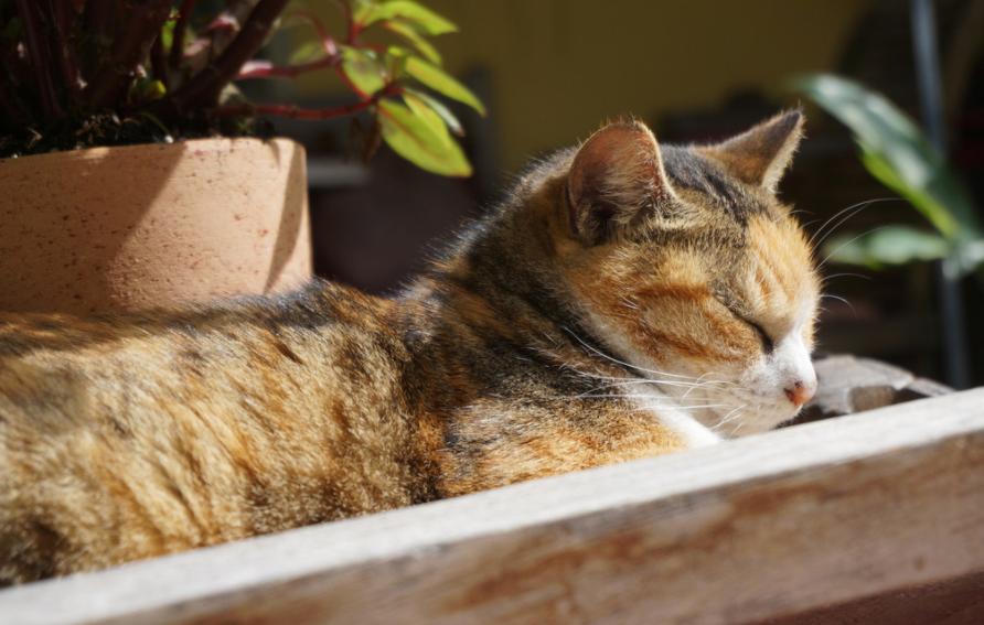 十猫九癣有这么严重吗,十猫九癣有必要去医院吗