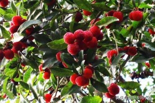 杨梅种植方法与技术,杨梅的种植技术