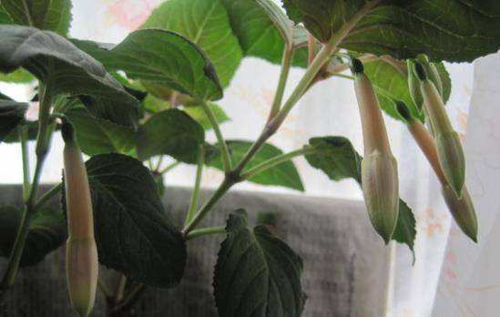 倒挂*钟金**烂根活不了？“狠心”剪一刀，养护跟上，后续还能开花！