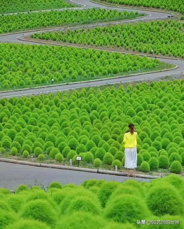 红色地肤草的种植方法,红地肤怎么养