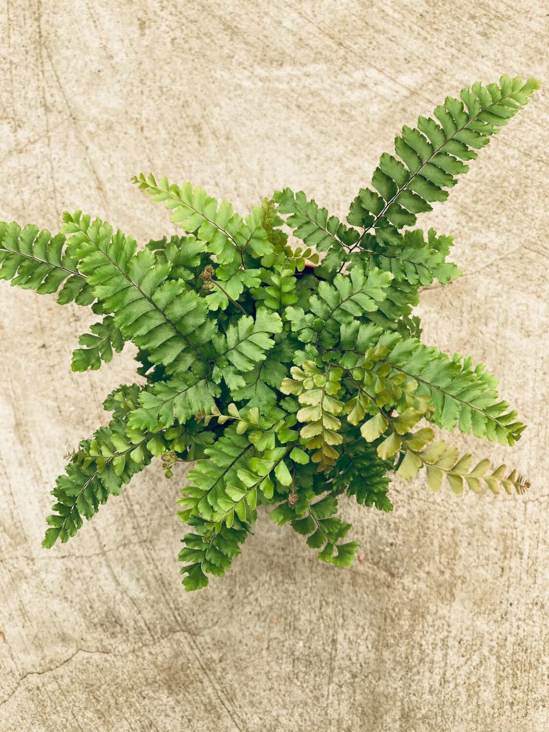 盆栽铁线蕨为啥买回家养一周叶子就蔫，北方暖房养护咋办？