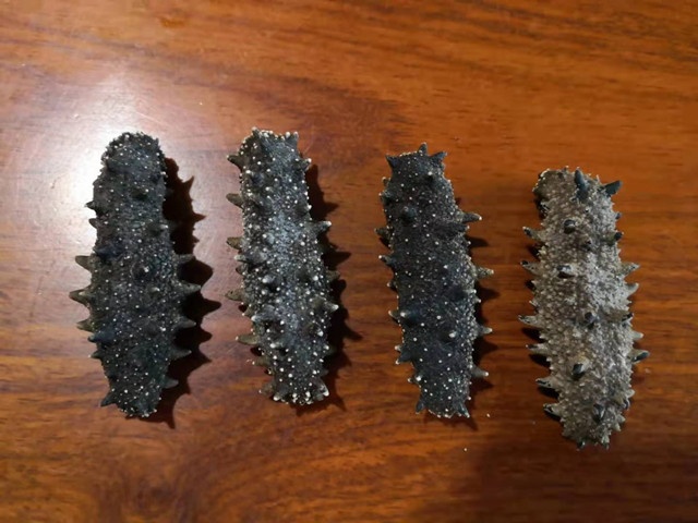 长岛海参和大连海参哪种海参好,长岛海参和大连海参有什么区别