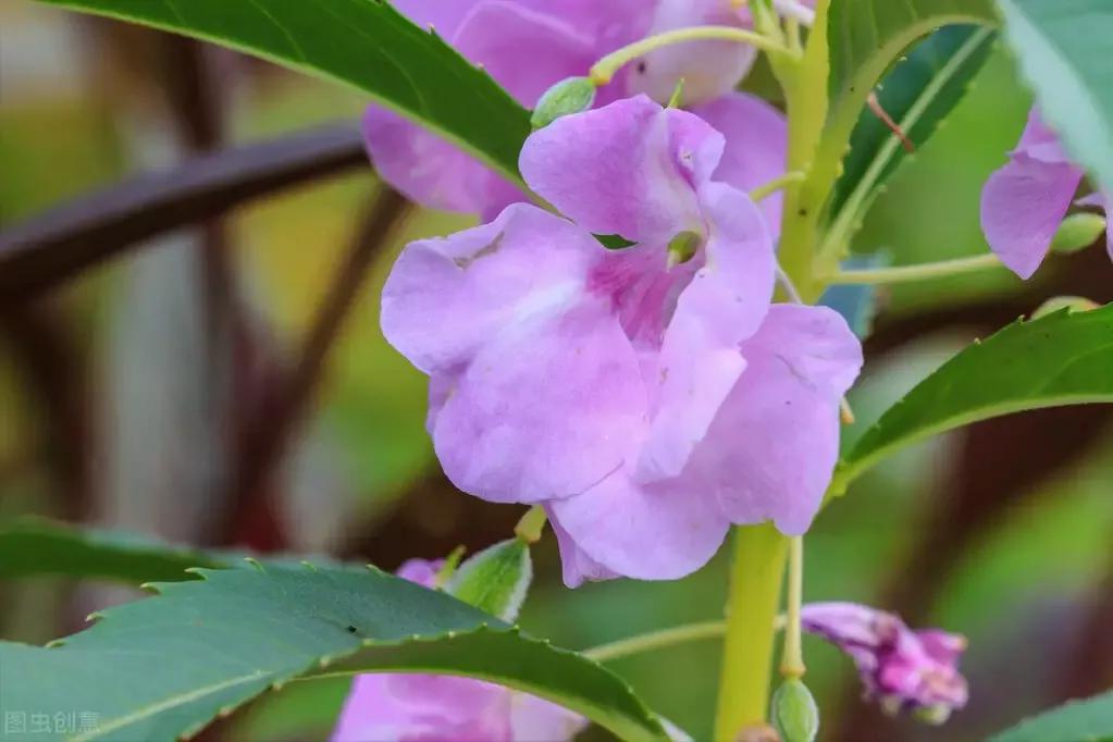 给凤仙花浇水的时候我们要浇到哪,如何养好凤仙花