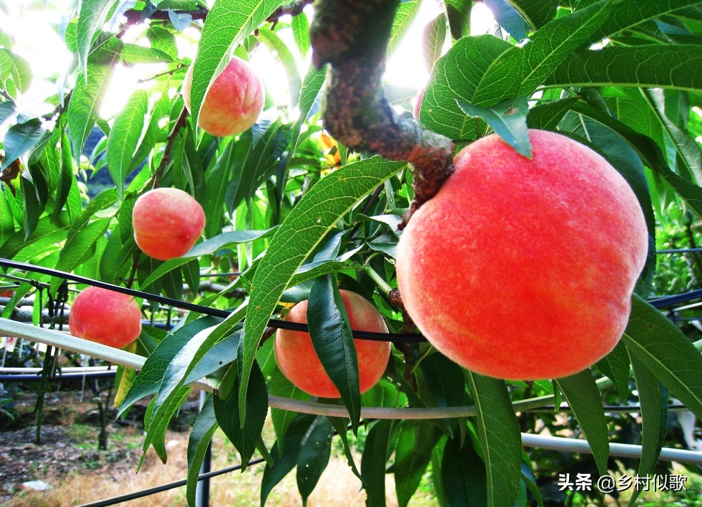 开桃花的桃树冬季怎么修剪,桃树怎么养护最好