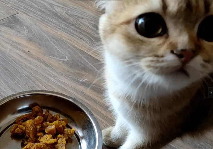 15岁猫咪慢性肾病治疗,猫咪肾病