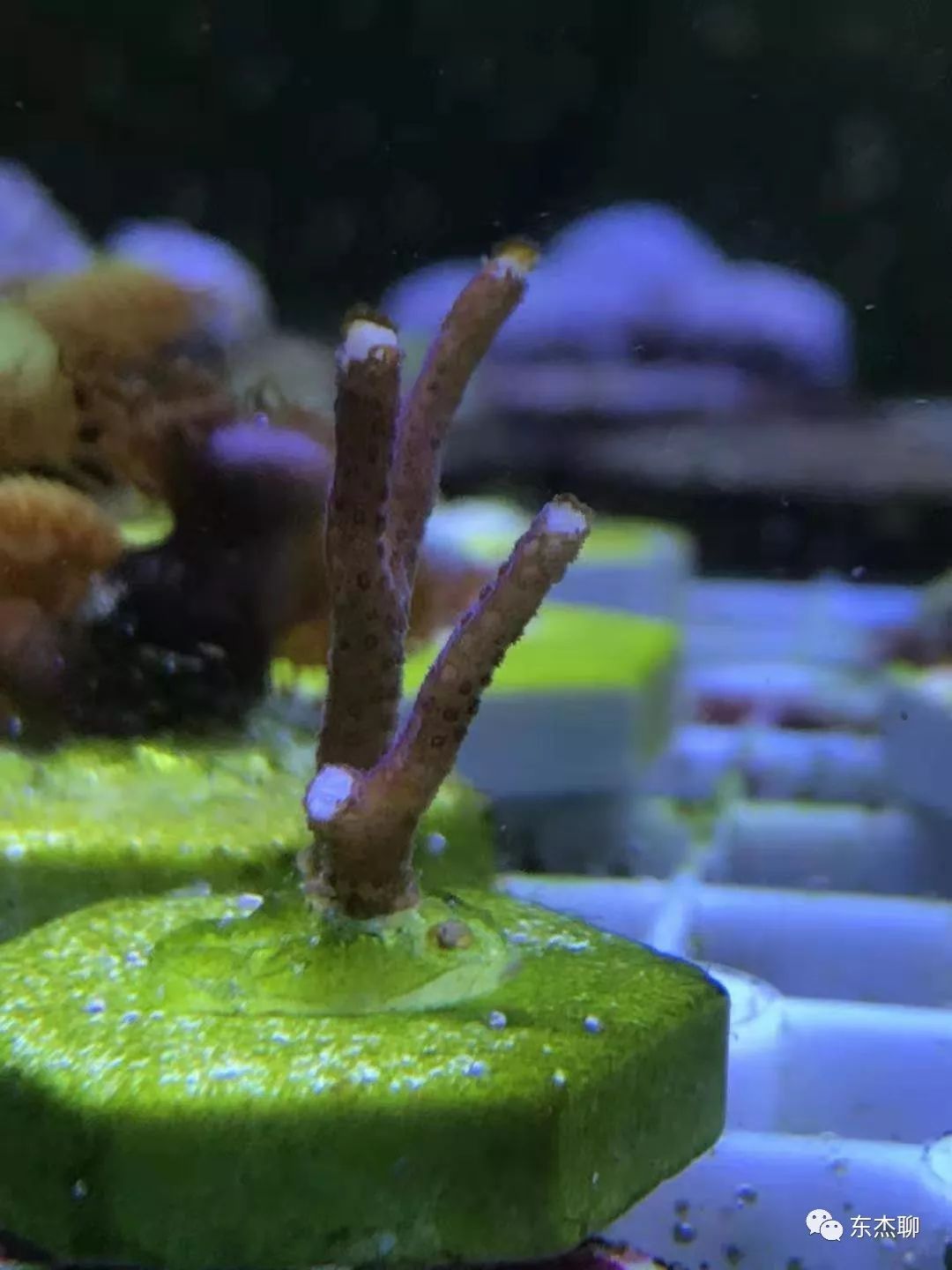 海水鱼缸除藻,海水鱼缸的开缸及爆藻步骤