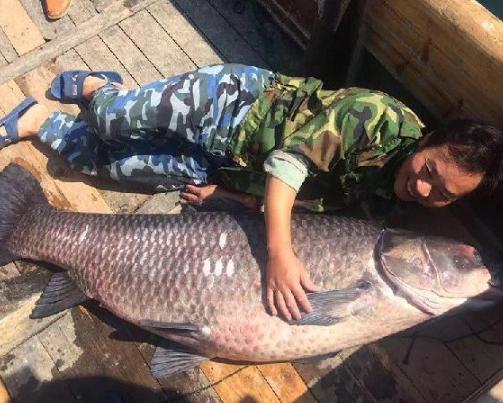 千岛湖出174斤的大鱼,千岛湖大泄洪真实视频