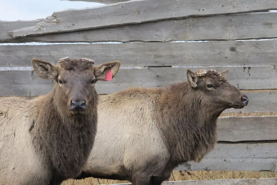 向中国出口鹿茸?在东哈萨克州出现一个种鹿基地