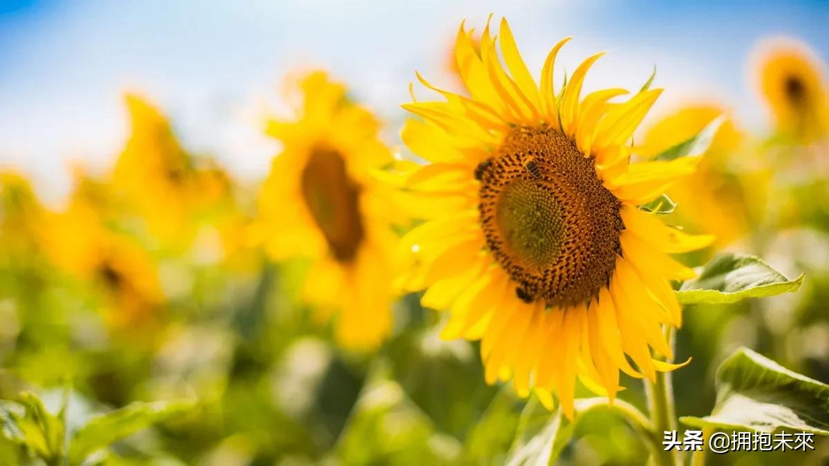 肾移植伤口可以自己换药吗,锁骨骨折取钢板后几天换药一次