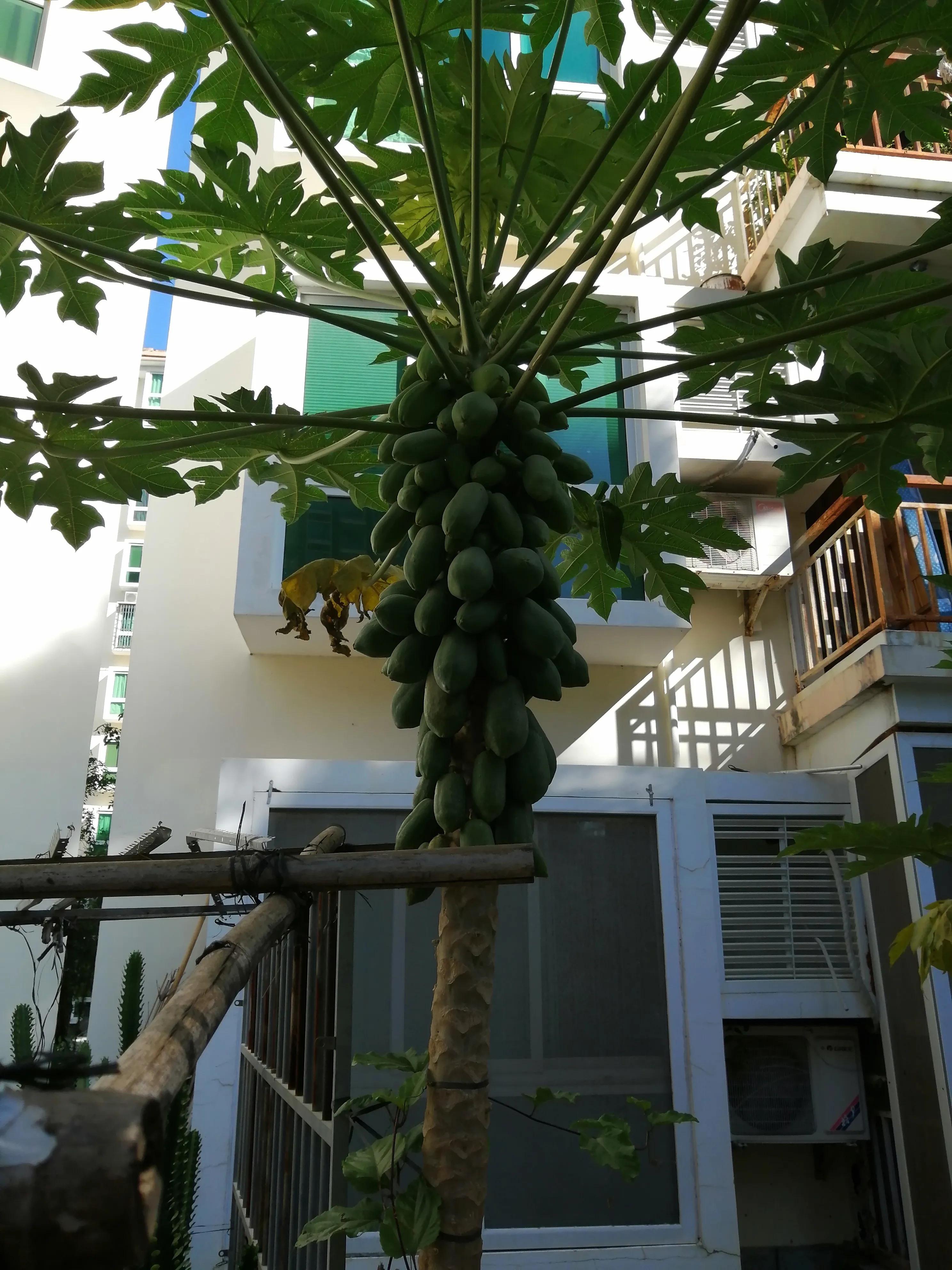 到三亚来热得满脸过敏,三亚真的热得受不了吗