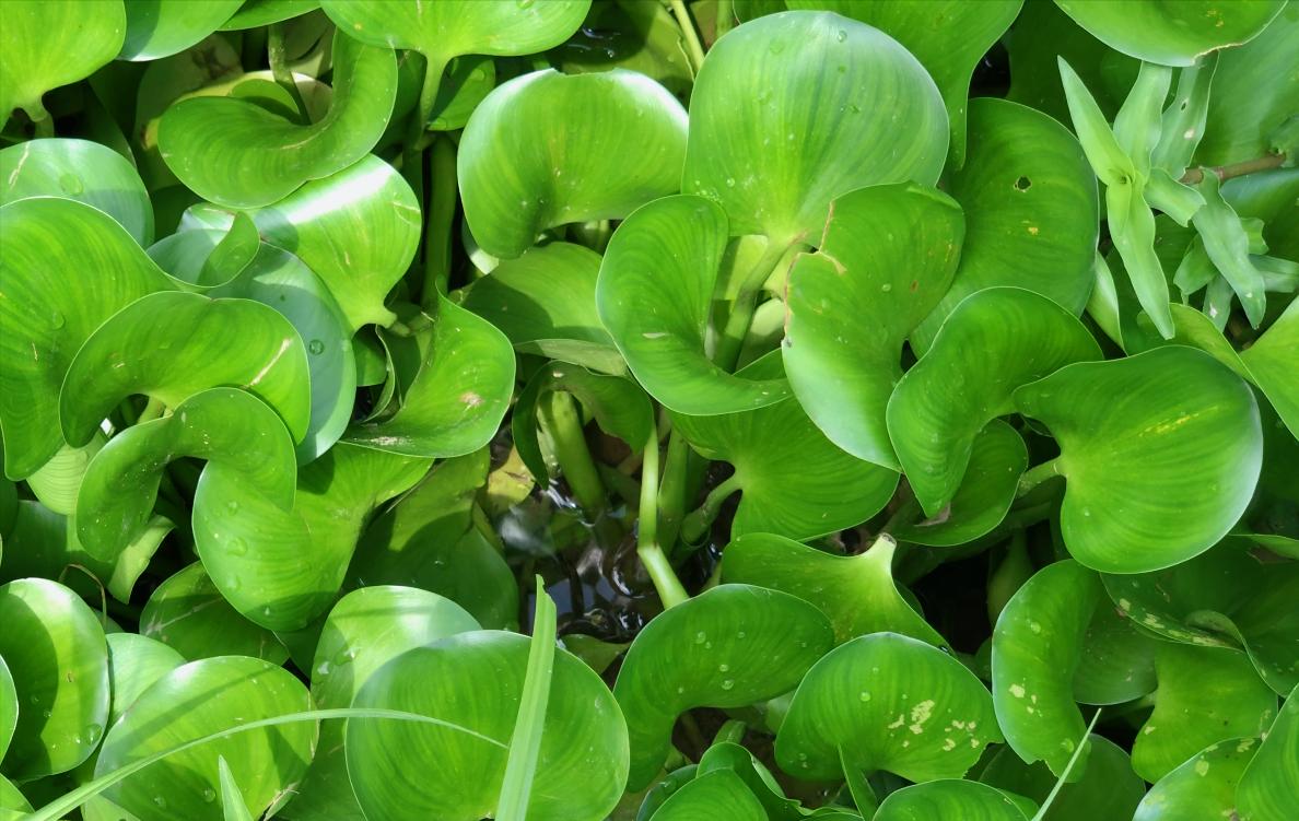 水葫芦为什么很少人看到,水葫芦的种类与图片介绍