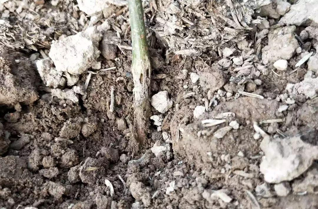 发现枯死树木如何处理,果树定植用什么防根腐