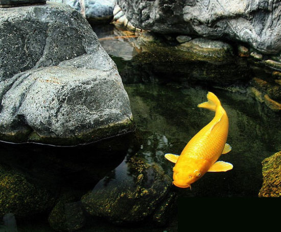 新手养锦鲤注意事项,新手养锦鲤如何防止鱼病