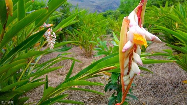 种植砂仁一亩投资多少钱,阳春砂仁种植技术最新发展动态