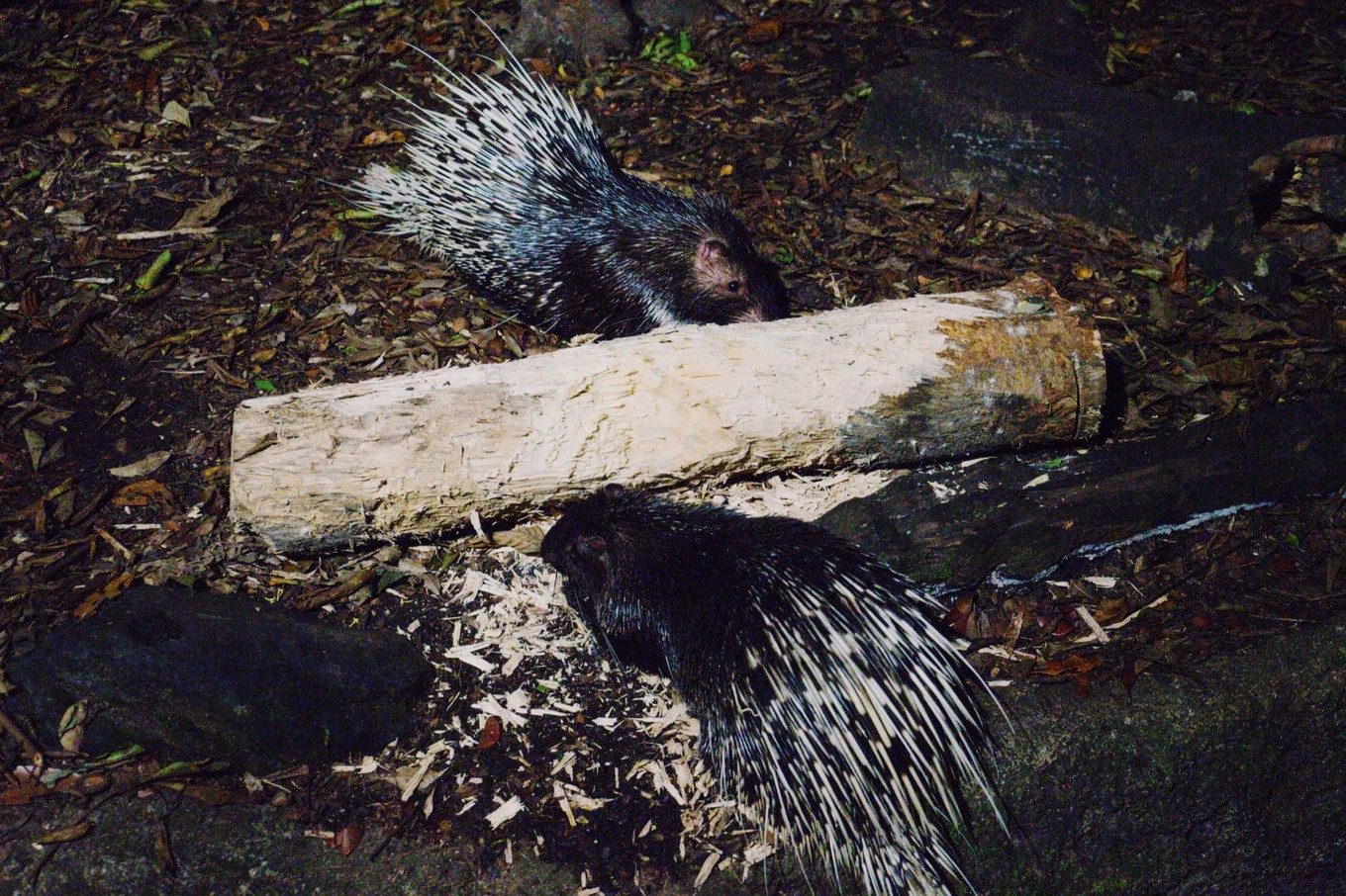 中国蝙蝠动物园,中国有蝙蝠的动物园