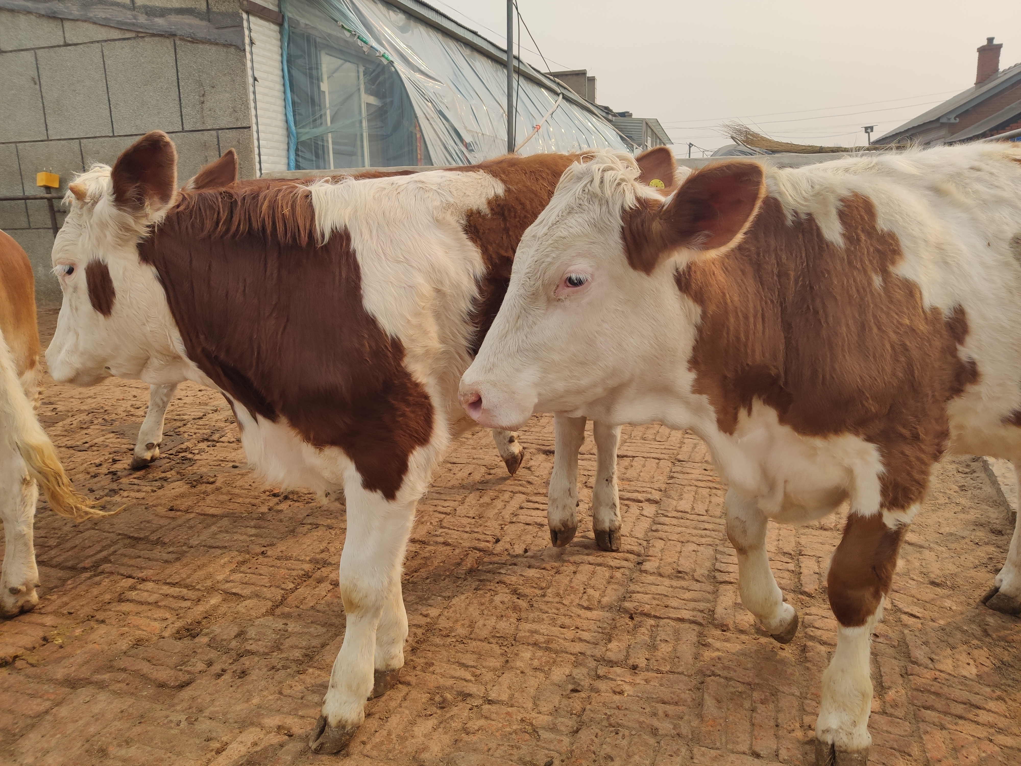 新手养牛是养母牛还是育肥牛好,什么样的母牛最好