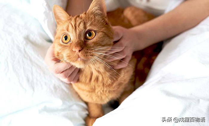 猫咪打疫苗发烧呕吐怎么办,如果猫咪生病了会有什么表现