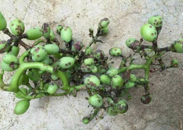 葡萄果实表面有黑斑是什么病害,葡萄幼果期有锈斑什么原因