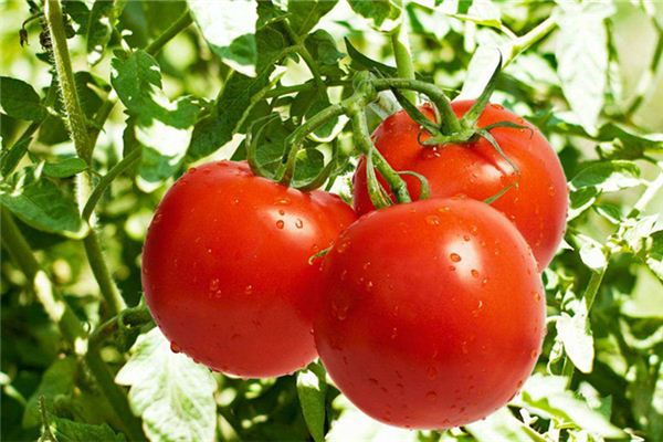 如何辨别蔬菜打激素,番茄打激素的鉴别方法