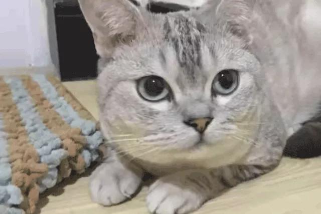 在宿舍养猫很后悔,为什么不能在宿舍养猫