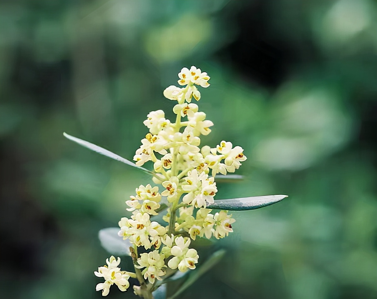 代表中国的国花有哪些,中国的各国的国花是什么花