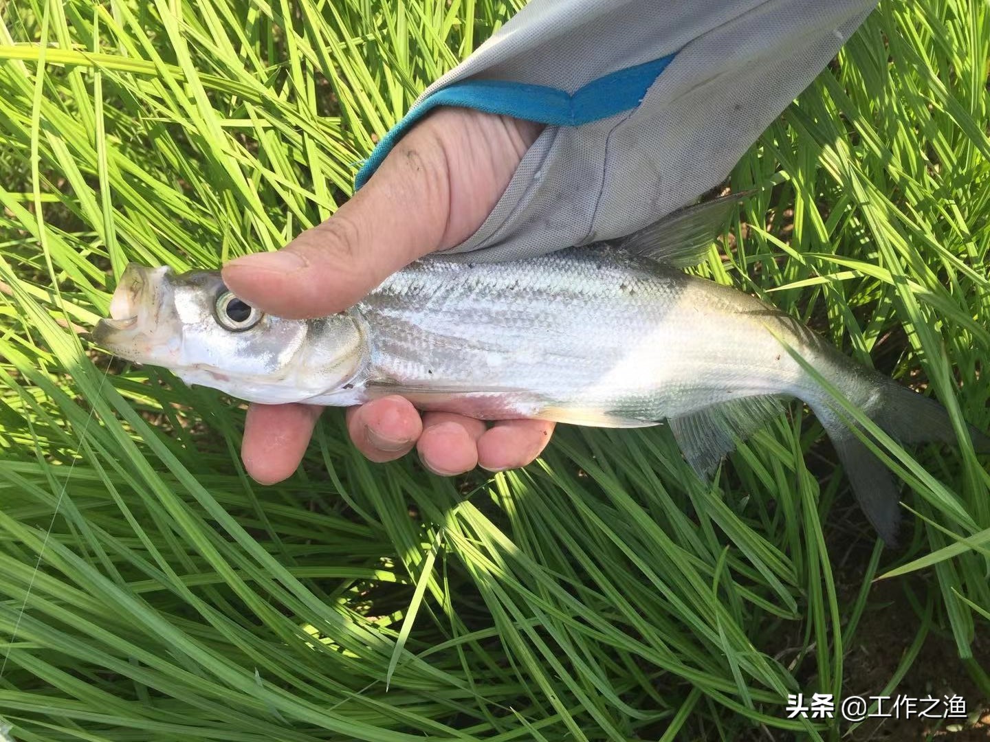 如何让抛竿更容易中鱼,钓大鱼抛竿的正确甩法