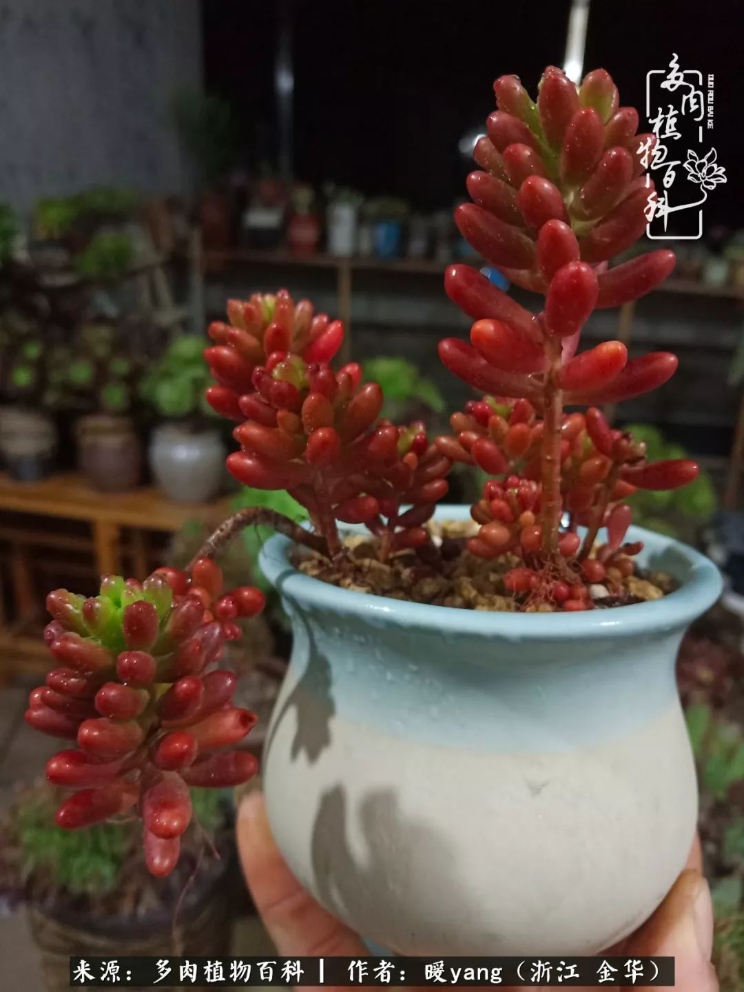 养多肉是业余的纯粹是爱好,每晚7点教您快速入门养多肉