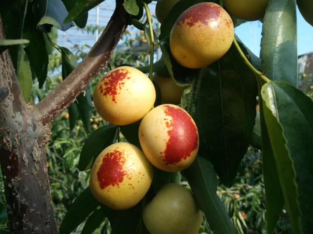 现在水果市场哪种水果最畅销,每日最新水果价格