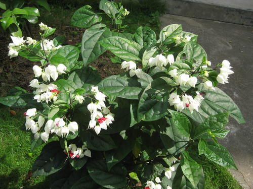 龙吐珠变软了怎么补救,龙吐珠几天浇一次水是最好的