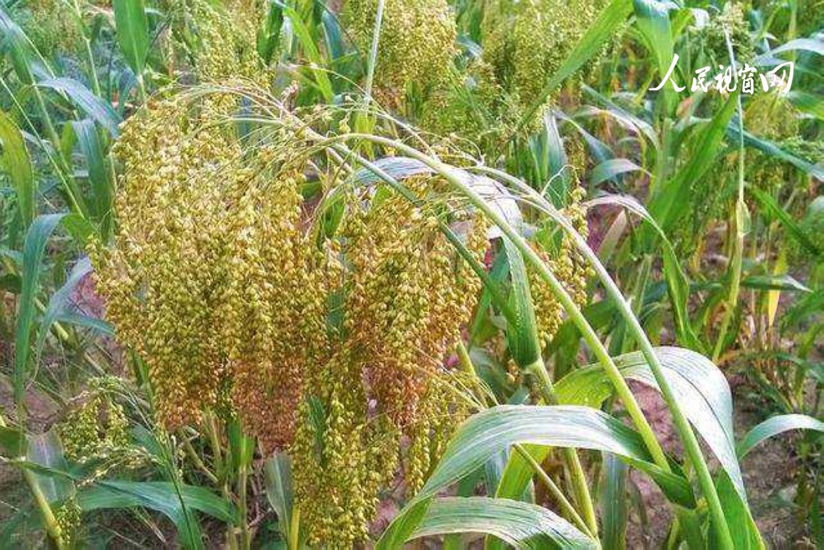 安康市恒口示范区百日大会战,安康市恒口示范区成立始末