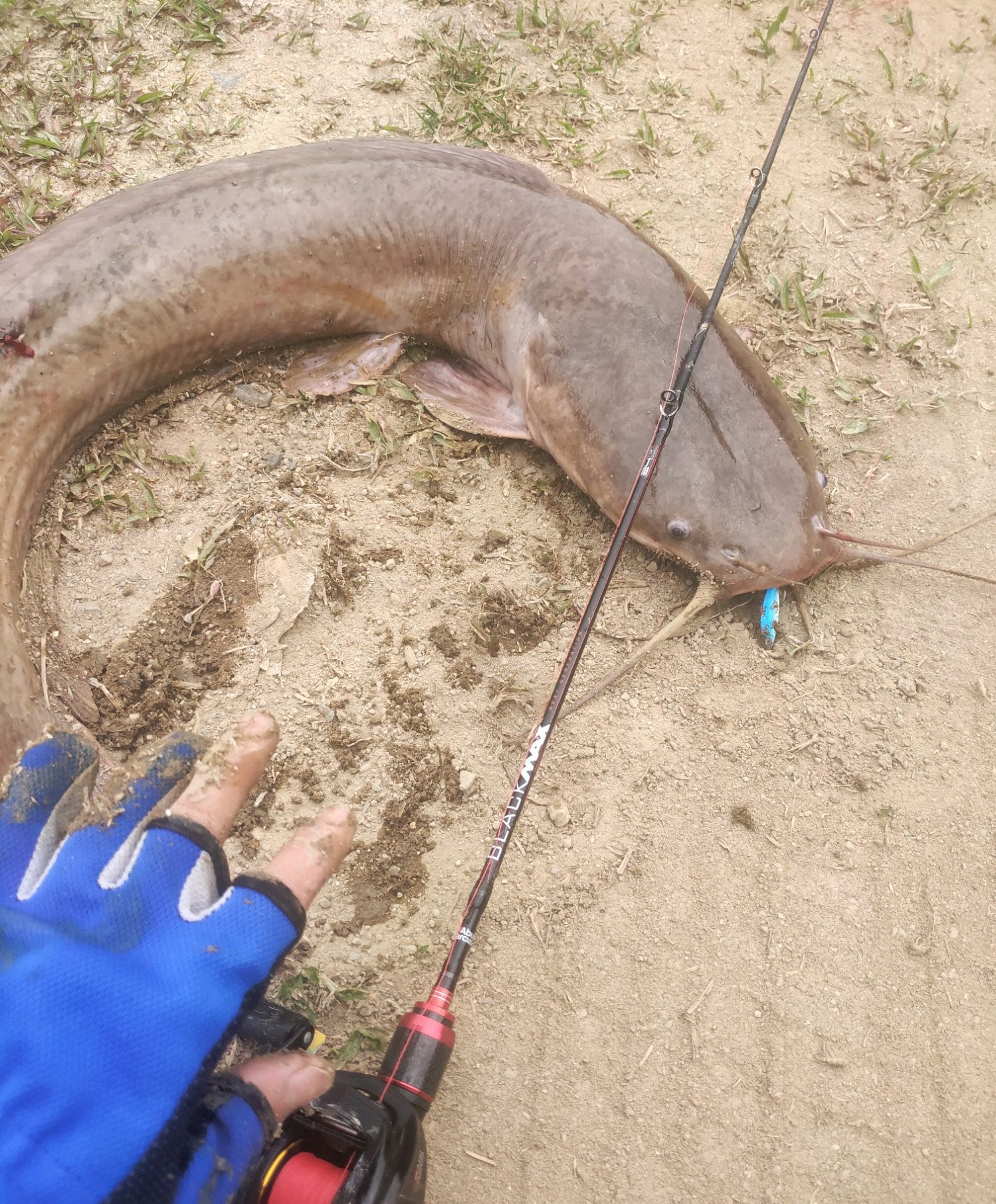 广东湛江大鱼,湛江水库钓大鱼