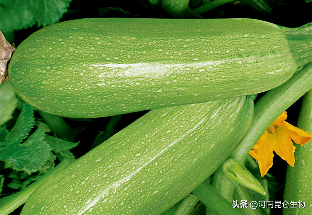 西葫芦老叶发黄怎么救,西葫芦叶子发黄枯萎怎么补救最快