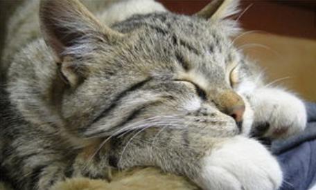 猫咪鼻子不透气怎么解决,猫咪鼻子不通气怎么缓解