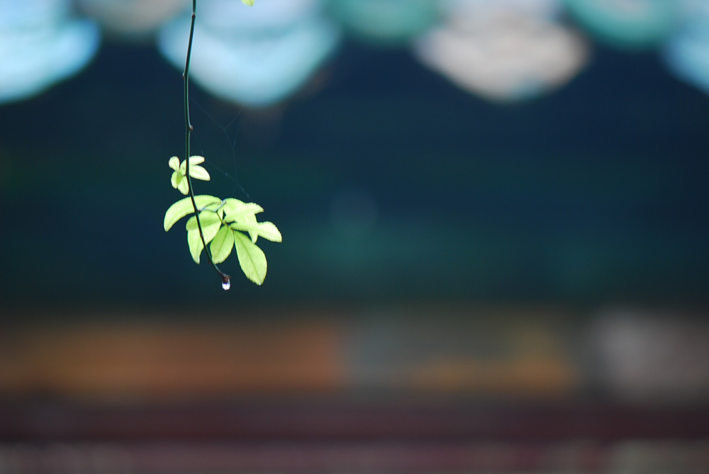 散文雨荷的朗诵,散文《雨》