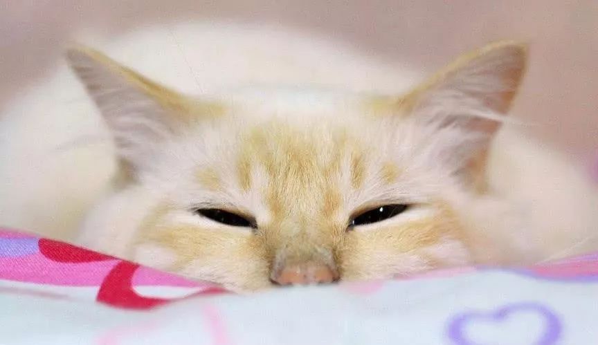 冬天如何正确的给猫咪保暖,冬季怎么给猫咪保暖