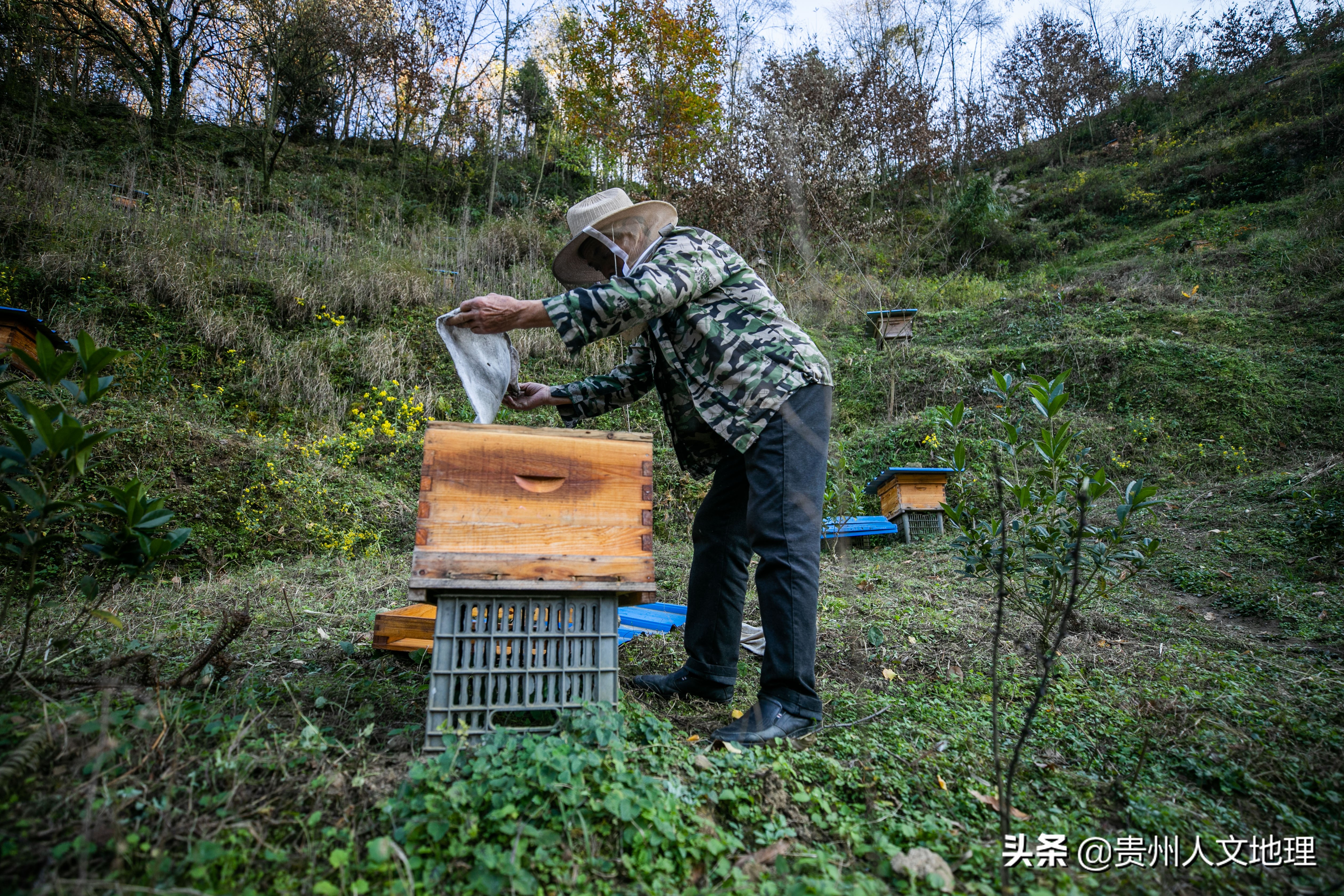 六旬老翁学养蜂网络直播卖蜂蜜年入近40万，取名小龙女