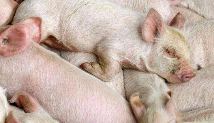 猪睡觉地方太热中暑怎么办,猪轻微中暑了怎么解决