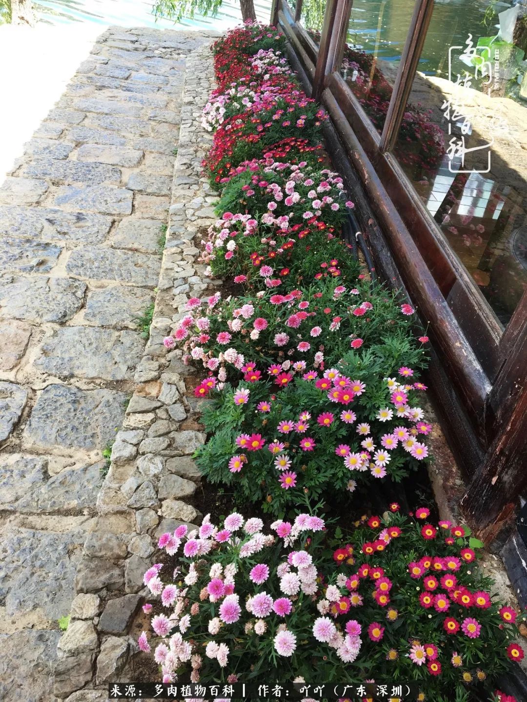 涓冨僵浜戝崡澶氳倝,浜戝崡澶氳倝涔嬫梾