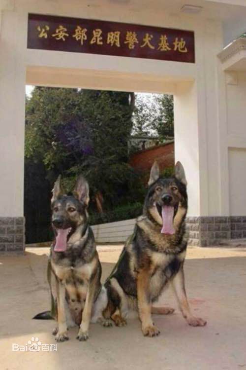 不掉毛无体味性格温顺的小型犬,宠物狗大全表