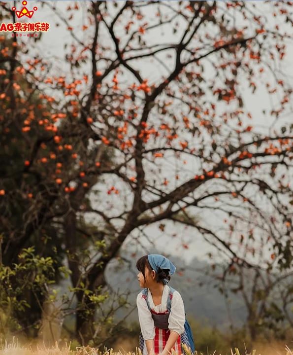 柿柿如意今秋造访最美柿子乡,金秋十月收获的季节柿柿如意