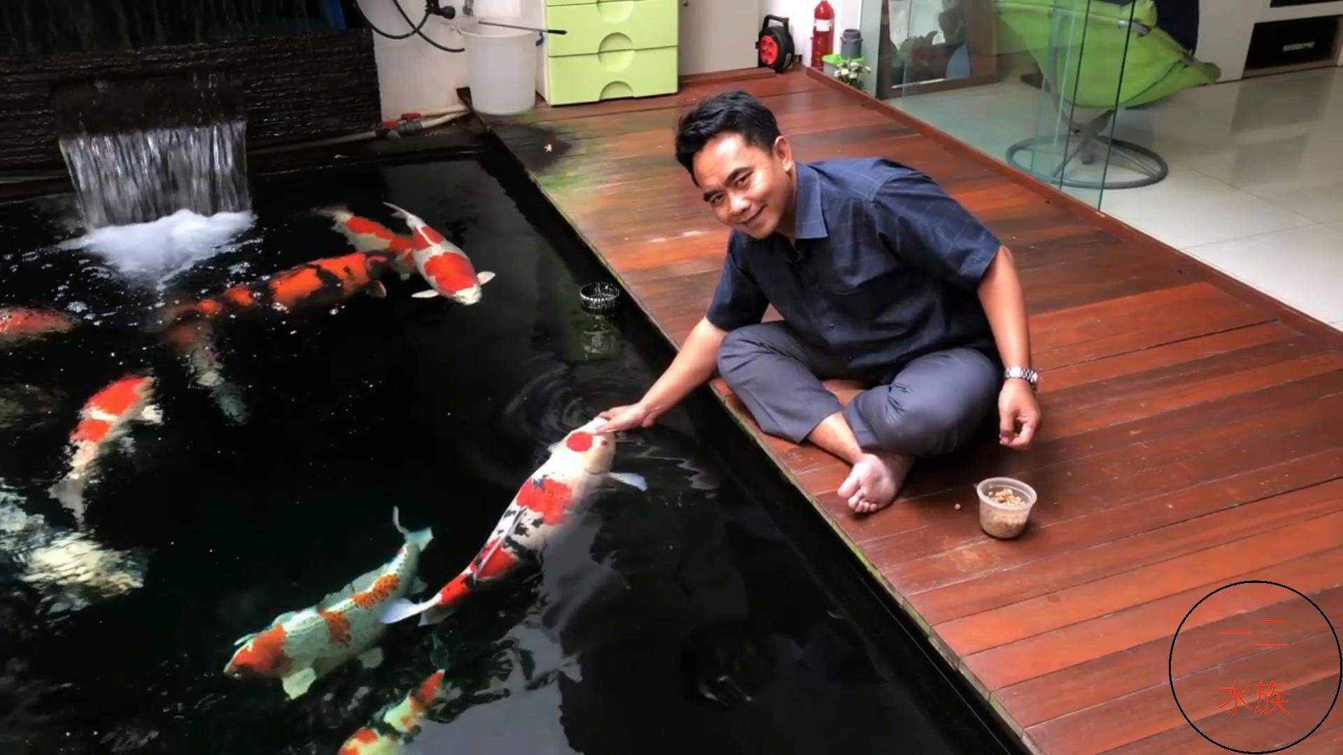 金鱼不能跟乌龟一起养吗,金鱼不能和野生鱼一起养吗