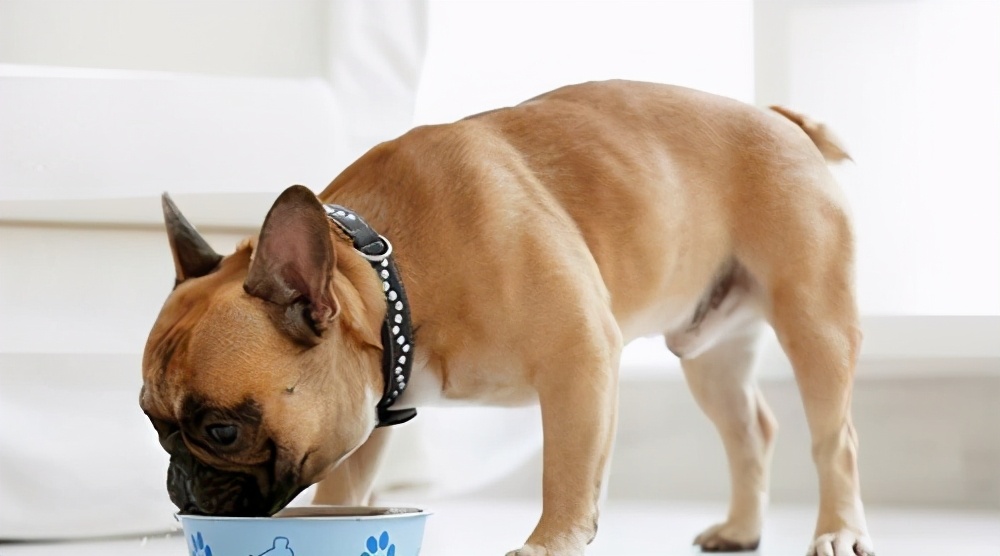 狗狗一直呕吐不吃东西是啥原因,狗狗呕吐不吃东西什么原因