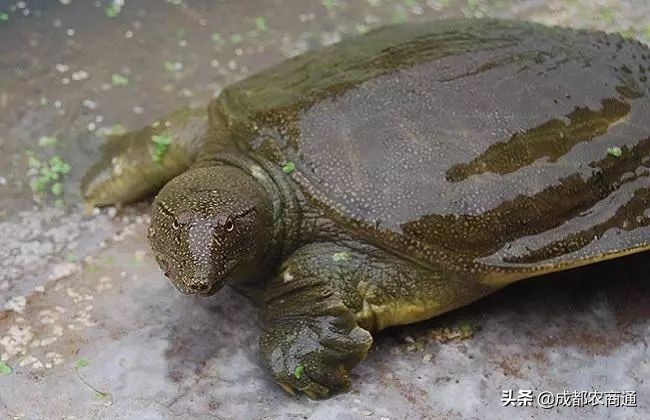 甲鱼养殖几年才能产卵,甲鱼有几种养殖方法