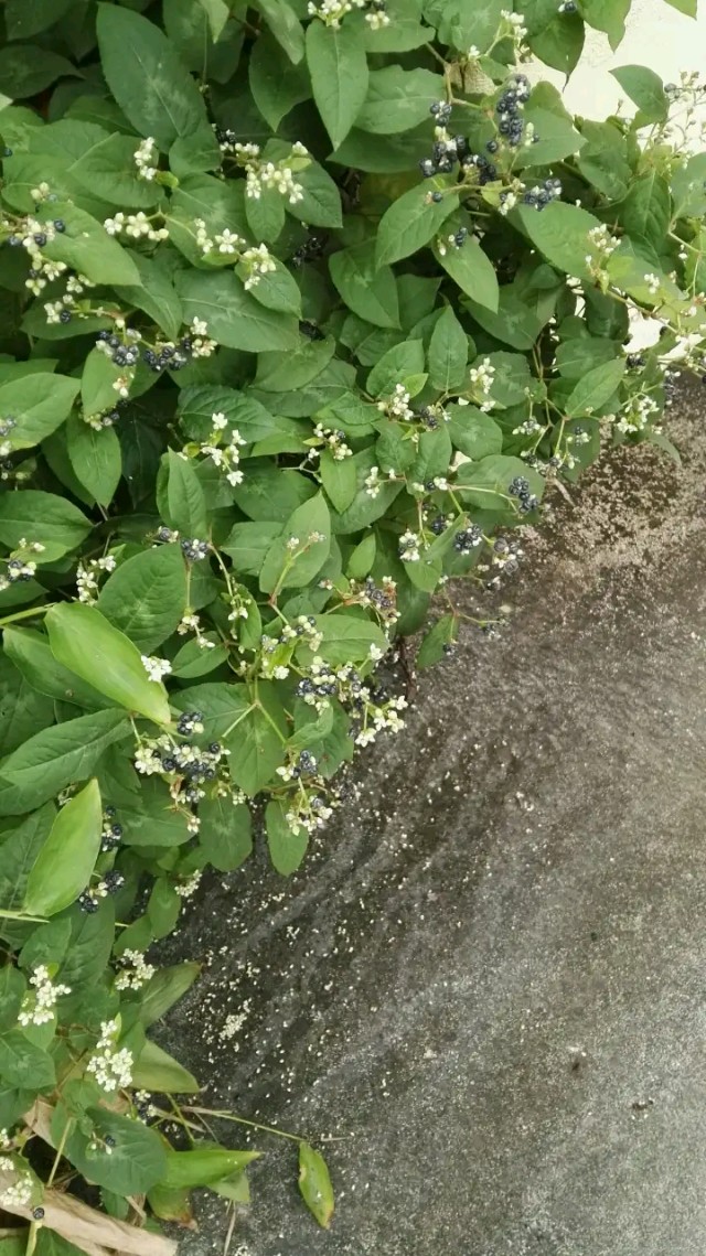 农村这种野果吃了20多年,农村这野果已不多见堪称泡酒佳品