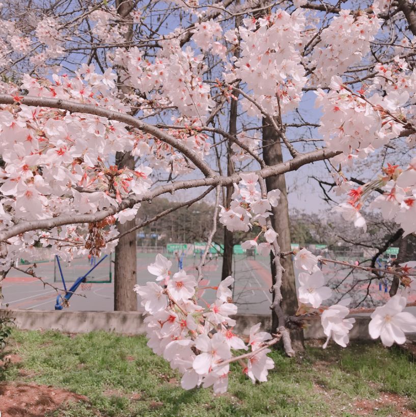 全球最大的樱花基地,全球最大樱花基地赏花时节已至