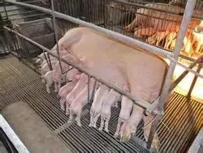 仔猪口吐白沫出现神经症状,哺乳母猪吐白沫是什么原因