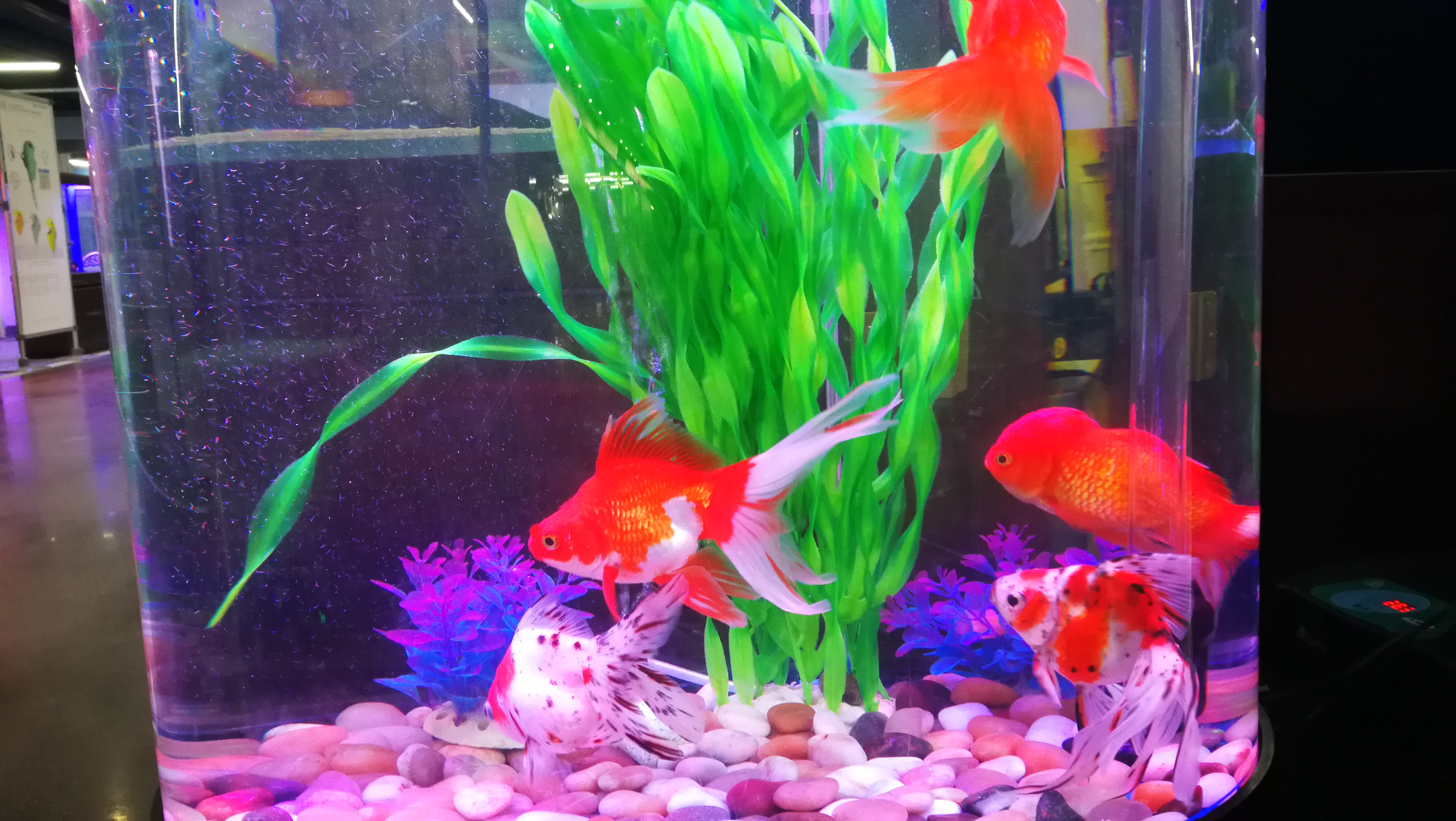 鱼缸能用塑料水草吗,塑料水草怎么消毒