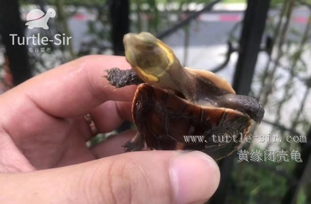 黄缘闭壳龟药源性肝病出现拒食的治疗方法及病因「龟谷鳖老」